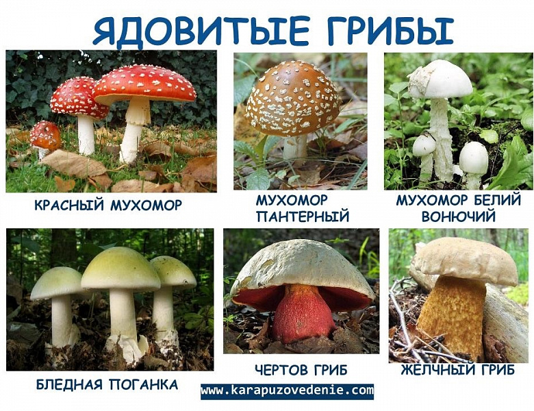 Такие необычные грибы...
