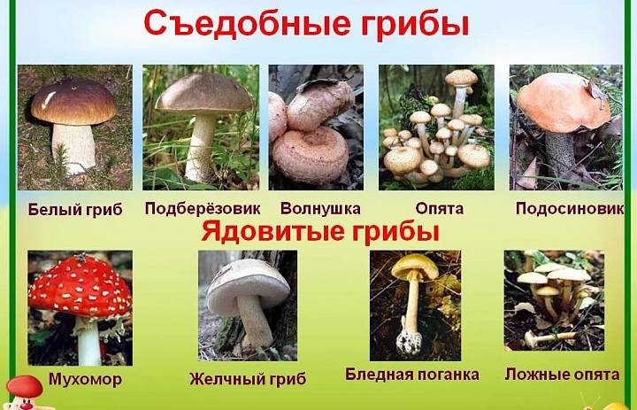 Такие необычные грибы...